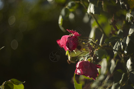 新盛开的玫瑰背景图片