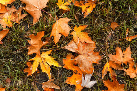 手绘红黄色枫叶红黄色橙色秋天枫叶背景在绿色 gr褪色季节植物学叶子树叶植物群公园环境植物草地背景