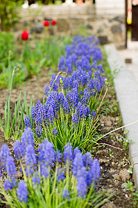 在绿草地地毯上种植的蓝色花朵植物荒野紫色军号野生动物植物群地面唇形科筋骨杂草背景