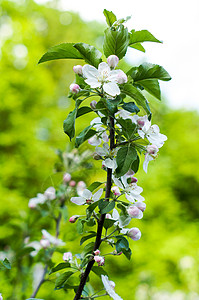 苹果树花 植物的种子部分 由通常被颜色鲜艳的花冠包围的生殖器官组成植物群蓝色枝条花瓣阳光晴天园艺公园水果墙纸背景图片