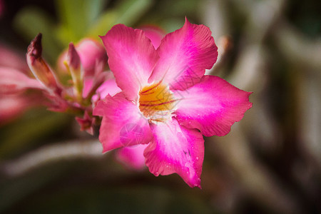 深色背景的粉红色彩虹花朵红色沙漠植物黑色绿色花瓣花园粉色热带叶子背景图片