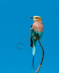 红鸟 非洲野生动物和野生生物游轮羽毛蓝色紫色胸部翅膀胸脯衬套公园尾目旅行背景图片