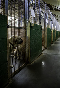 被遗弃狗的冷门犬类救援哺乳动物宠物小狗孤独流浪栅栏庇护所锁定采用高清图片素材