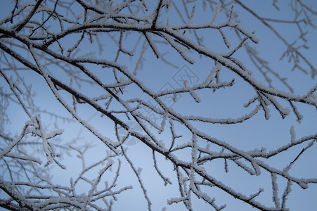 树枝上厚厚的雪蓝色的模糊高清图片