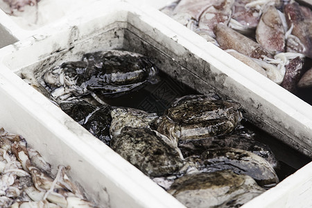 市场中的新鲜鱼贝类钓鱼海鲜海洋动物烹饪生活营养盐水眼睛蛋白质高清图片素材