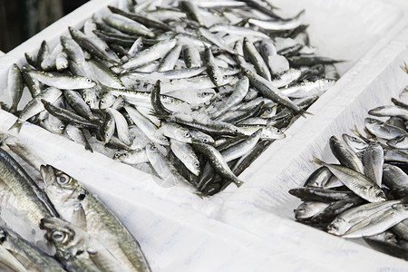 沙丁鱼的残余食物高清图片素材