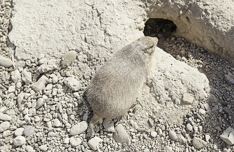 草原狗在他的洞穴里加拿大高清图片素材
