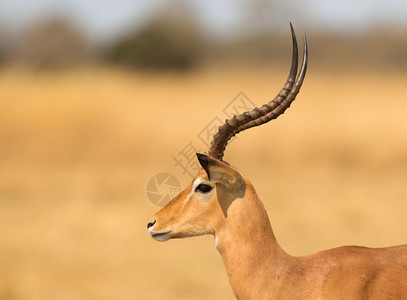 普通黑斑羚博茨瓦纳纳米比亚高清图片