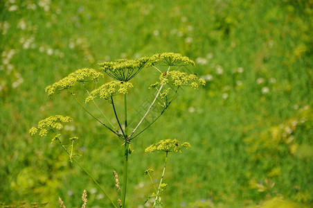 草麻黄绿色背景的多彩新鲜绿色麻黄植物背景
