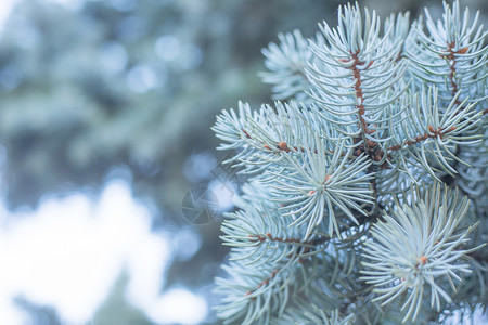 蓝杉的树枝松树宏观绿色云杉蓝色季节性白色植物森林新年背景图片