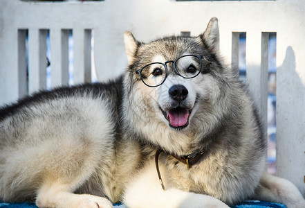 戴眼镜哈士奇西伯利亚胡斯基坐在白椅子上戴眼镜毛皮哺乳动物白色棕色眼睛眼镜小狗犬类宠物背景