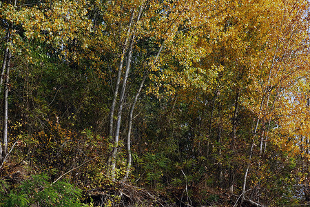 2018年10月多瑙河1号上的秋季森林背景图片