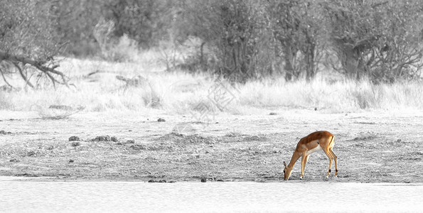 普通黑斑羚博茨瓦纳纳米比亚高清图片