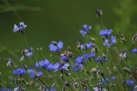 草原上的角花作为背景野花农村草地牧场花粉荒野花园场地园艺土地背景图片