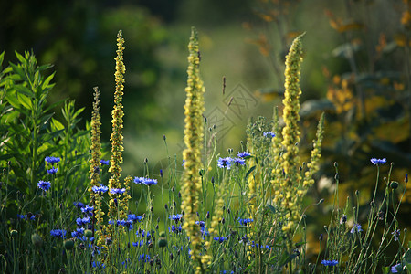 草原上的角花作为背景土地场景植物群荒野花粉草地野花晴天植物园艺背景图片