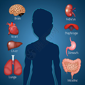 脑器官内部器官背景