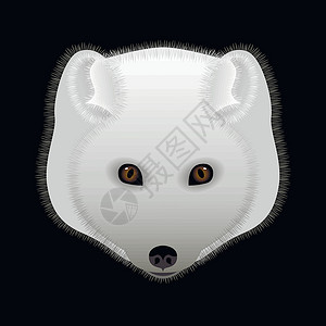 毛皮白色白狐 头像 北方的掠食性动物设计图片