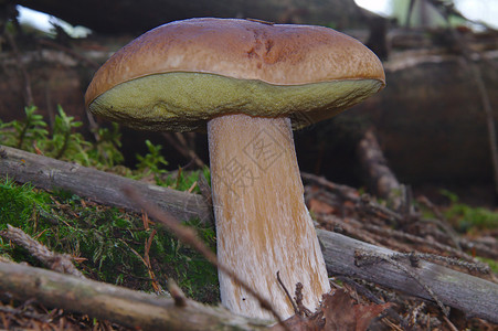 巫妖王蘑菇季节秋天在森林中生长的大型林木背景