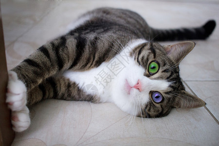 色猫闪亮多色眼睛的猫咪趴在地上背景
