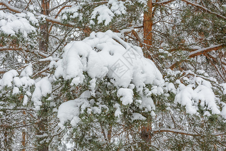 悄悄说雪下树枝阳光天气积雪松树树木森林云杉季节树林分支机构背景