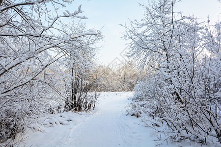 格罗夫的树木滑雪道积雪高清图片