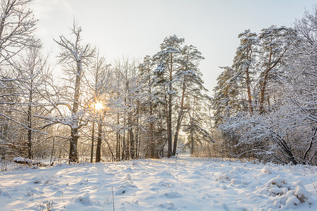 悄悄说森林 格罗夫 树木 雪日的冬季之路积雪天空树林云杉太阳晴天助行器分支机构松树阳光背景