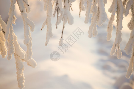 树上覆盖着无霜和雪环境童话季节场景森林晴天木头天气公园旅行背景图片