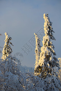 树上覆盖着无霜和雪晴天公园森林气候季节木头云杉蓝色童话天气背景图片