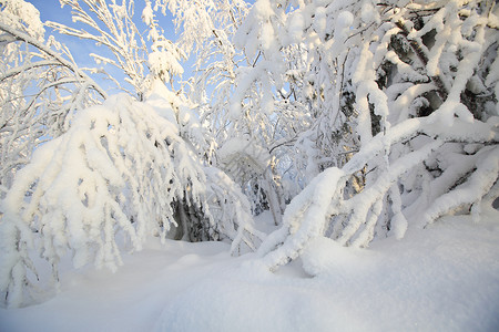 树上覆盖着无霜和雪木头环境气候童话旅行场景晴天蓝色森林季节背景图片