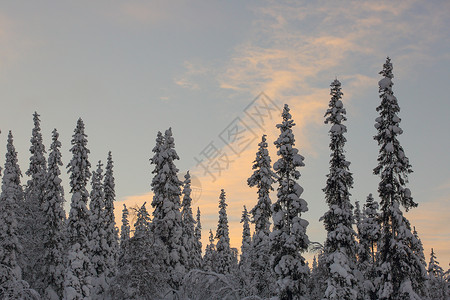 树上覆盖着无霜和雪木头场景云杉童话季节天气晴天天空公园环境背景图片