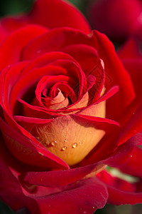 红玫瑰近视花园玫瑰宏观花瓣背景图片