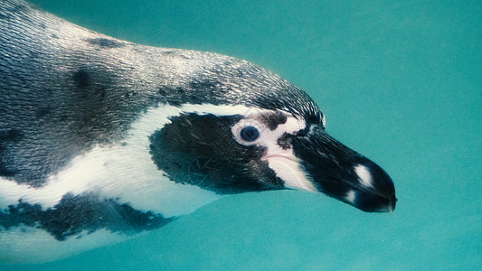 好玩拟人企鹅在蓝水色下游泳的企鹅动物生活巨石荒野蓝色液体野生动物海洋潜水翅膀背景