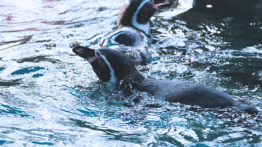 企鹅游泳在蓝水色下游泳的企鹅荒野速度动物群生活海滩蓝色皇帝巨石金图动物背景