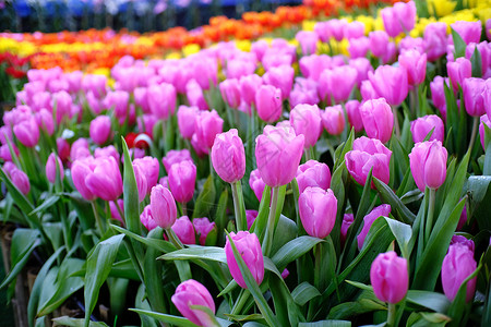 大面积的黄色紫罗兰 和花园中的红色郁金香墙纸花朵生长季节植物旅行植物学公园紫色园艺绽放高清图片素材