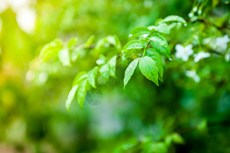 特写绿叶上的水滴环境绿色生物植物风格装饰黄色宏观叶子花园背景图片