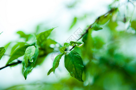 特写绿叶上的水滴叶子花园风格绿色装饰环境生物植物宏观黄色背景图片