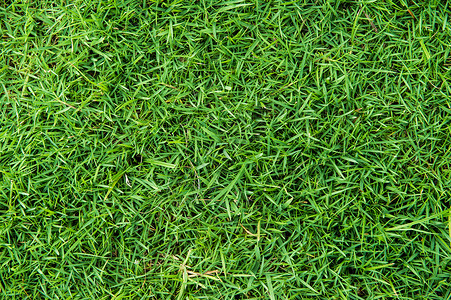 自然背景的草原绿色季节墙纸植物群场地草地地面土地叶子环境背景图片
