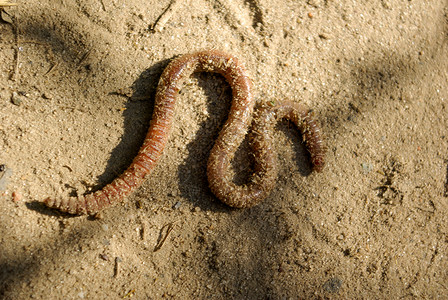 沙中的虫子地球野生动物虫害蠕虫水平农业动物群蚯蚓生物学生物背景图片