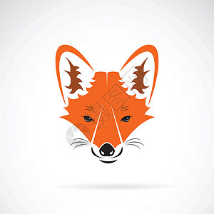 白色背景下狐狸脸设计的矢量野生动物背景图片