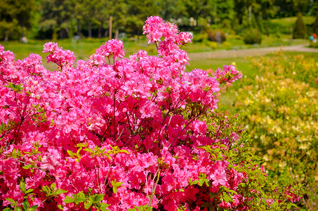 灌木带带粉红色花朵的罗多登山树丛宏观荒野紫色园艺植物植物学花园植物群公园环境背景