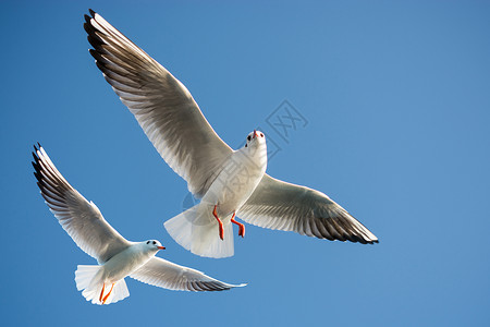 蓝色飞翔的翅膀单海鸥在蓝蓝空中飞翔蓝色钓鱼海鸟天空自由航班支撑野生动物飞行荒野背景