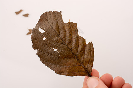 手握着白色背景的干枯秋叶棕色季节植物树叶黄色干叶叶子水彩背景图片