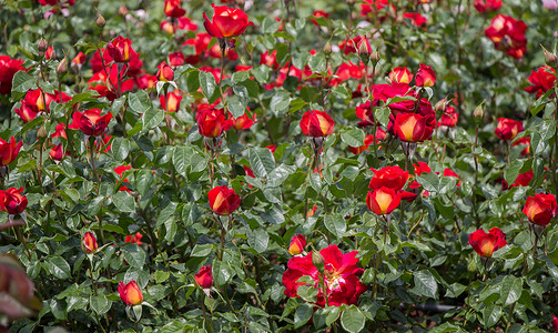 花园里花朵多彩的玫瑰红色植物墙纸花瓣植物群背景图片