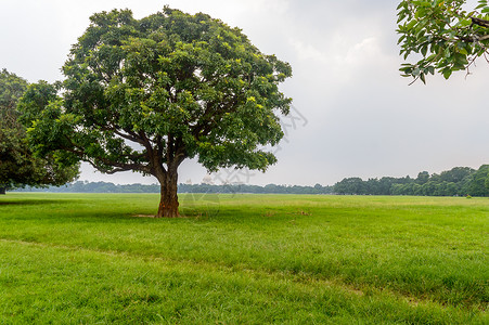 绿地上一棵大橡树风景生长农村叶子植物森林植物学树干孤独生活背景图片
