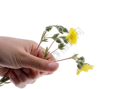 握着黄花的手花园植物季节场地园艺黄色花朵花瓣生长草地背景图片