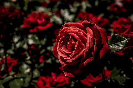 美丽多彩的玫瑰花白色礼物玫瑰叶子绿色花瓣植物花园背景图片