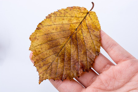 手握着白色背景的干枯秋叶干叶黄色叶子棕色季节树叶植物水彩背景图片