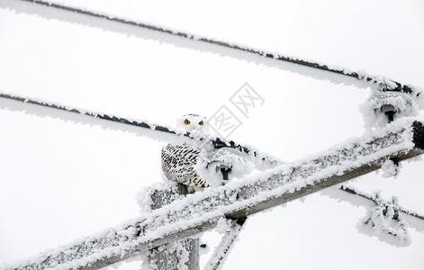 冬霜雪雪猫白霜季节冷冻风景水晶雪鸮编队高清图片