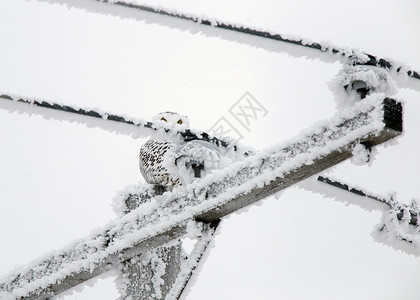 冬霜雪雪猫冷冻编队季节白霜水晶风景雪鸮高清图片