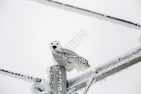 冬霜雪雪猫风景季节雪鸮白霜水晶冷冻编队高清图片